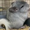 Катифа