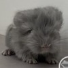 Киллиан