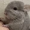 Грей