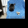 Факел