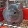 Илай