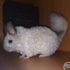 Гуччи Рекс
