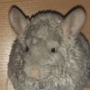 Маноло Бланик Рекс