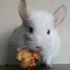 Каспер