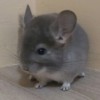 Арнольд