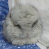 Гафи