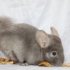 Олли
