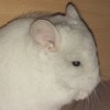 Маркиз