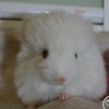 Амина