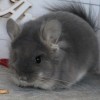 Мишель
