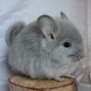 Лолли Поп