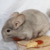 Кассандра