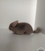ПТ