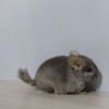 ПС