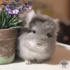 Олаф Моррис