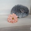 Тортик