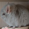 Даймонд