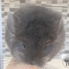 Тиффани 