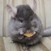 Коми