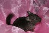 28.04.11