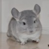 Кекс