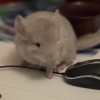 Макей