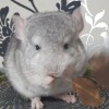 АС Мирикл