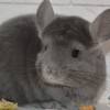 Луиджи