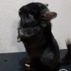 Фьючерс Би  Ши