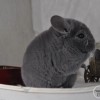 Базилио НРекс