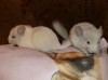 1,5 мес