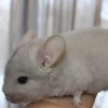 Сава