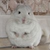 Нарка