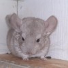 Кристалик