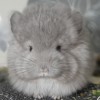 АС Милаграс