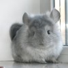 Орфей