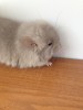1 мес