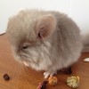 Кексик