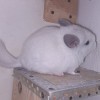 Крисмас