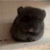 Тиффани 