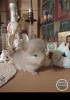 Банни ЧинХелен