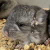 Лакмэ НКПА НГолдбар