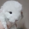 Манила