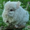 Тиффани