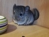 1 мес 