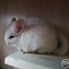 Снежок 