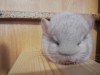 1 мес 