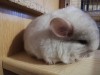 1 мес 