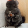 Маркиз ЧинАльф