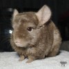 Люся